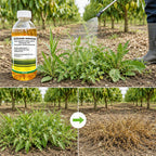 Glufosinate 10% SL Herbicide – Non-Selective Weed Control